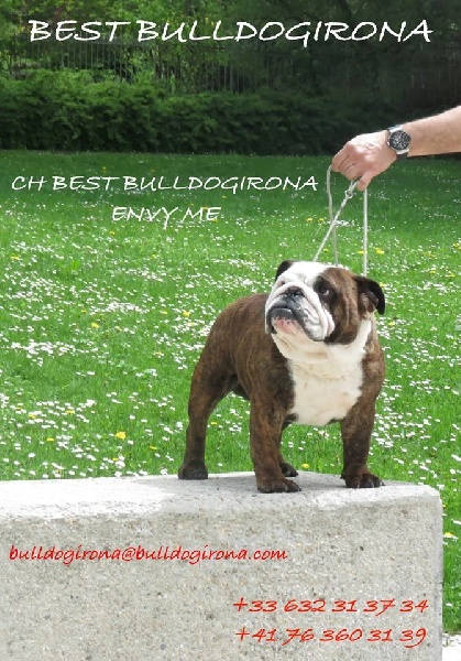 CH. best bulldogirona Envy me